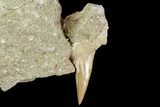 Otodus Shark Tooth Fossil in Rock - Eocene #111048-2